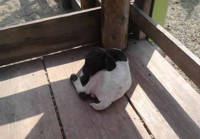 los bebes de la granja